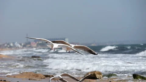 Seagull on the background of sea waves. An ocean with birds flying in it. Stock Footage 277225089
