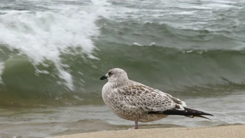 Seagull on the background of stormy waves. Stock Footage 164426382