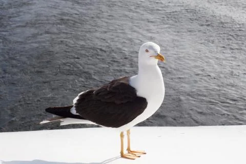 Seagull on a background of water Foto stock