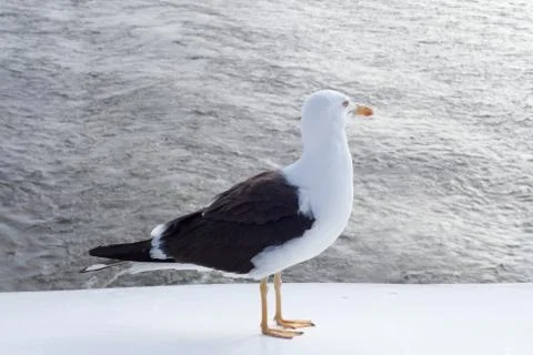 Seagull on a background of water 库存照片