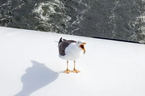 Seagull on a background of water Foto stock