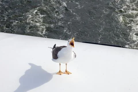 Seagull on a background of water Foto stock