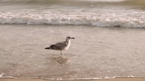 Seagull backlit from sunset at ocean beach. Stock Footage 83322654