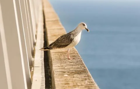 Seagull on the balcony. Stock Photos