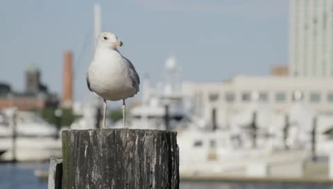 Seagull - Baltimore Inner Harbor Stock-Footage 10722445