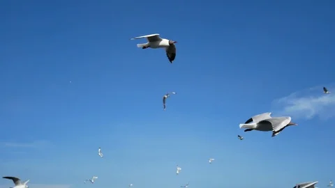 Seagull at Bangpoo at evening time Stock Footage