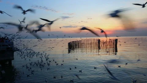 Seagull at Bangpoo Stock Footage 89728620