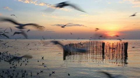 Seagull at Bangpoo Stock Footage 89728897