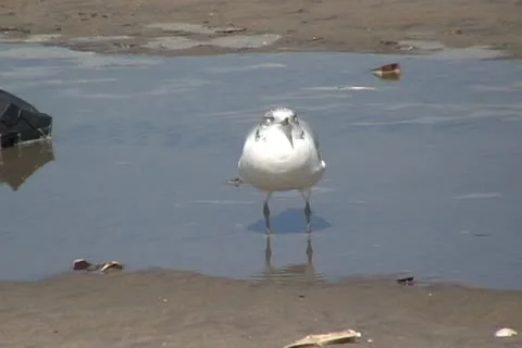 The Seagull barks as a dog Stock Footage 10729532