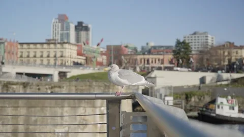 Seagull on a barrier Stock Footage 300884619