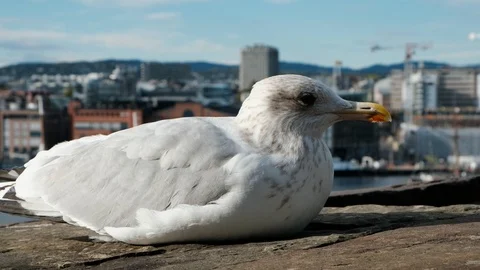Seagull basks in the sun Stock Footage 98425120