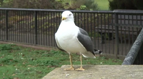 Seagull in Bath Stock Footage 47166276