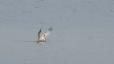 Seagull bathes in the sea Stock Footage 219013940