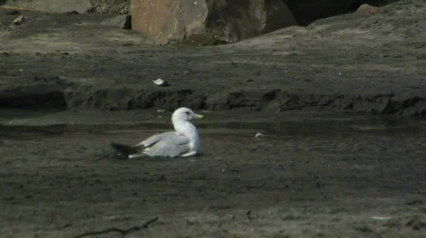 Seagull Bathing 動画素材 97042