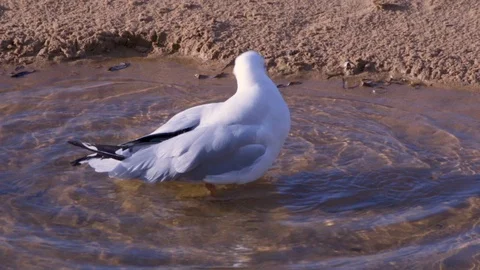 Seagull bathing in the water Stock Footage 91276153