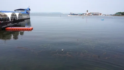 Seagull in the bays Vídeo Stock 91805704