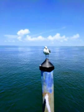 Seagull be chillin' Stock Photos