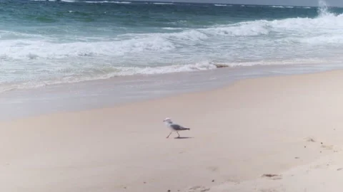 Seagull on Beach 001 Video stock 170344855