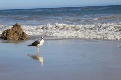 Seagull on Beach 2 Stock Footage 4731680