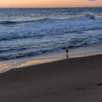 Seagull at the Beach 2 Stock Photos