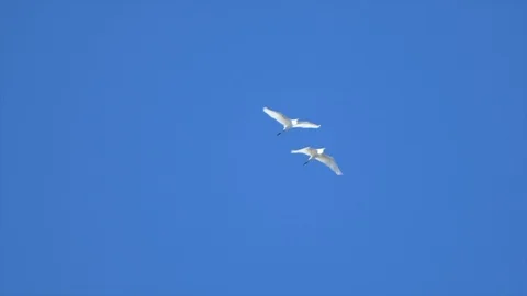 Seagull on the beach and fly Stock Footage 95158742