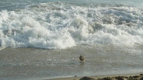 Seagull. On beach avoiding rolling waves looking for food A Stock Footage 102402260