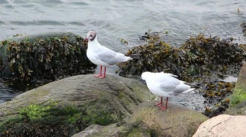 Seagull on the beach of the Baltic Sea Stock Footage 40907083