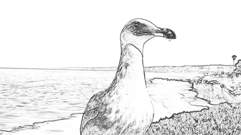A seagull on the beach, black and white doodle art Stock Footage 171610982