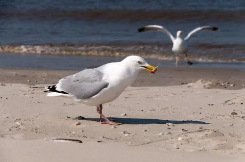 Seagull on the Beach in Borkum Stock Photos