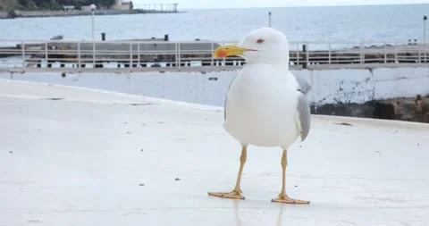 Seagull on a beach canopy from the sun against the background of the sea Stock Footage 220516679