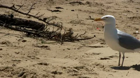 Seagull on beach Cape Cod Stock Footage 12187478