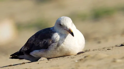 Seagull on the beach, close-up portrait Stock Footage 241940497