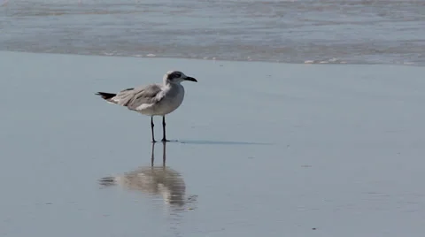 Seagull on the Beach (closeup) 2 動画素材 35338133