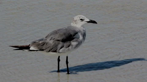 Seagull on the Beach (closeup) 動画素材 35337829