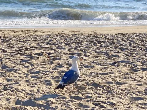 Seagull on the beach closeup Stock-Fotos