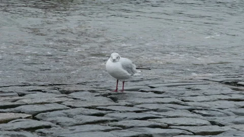 Seagull on Beach Cobblestone Causeway on a Cloudy Day Stock Footage 249476215