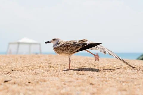 Seagull on the beach doing exercises Stock Photos