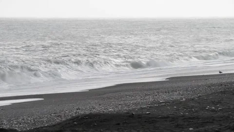 A seagull on the beach during a rain storm Stock Footage 143963561