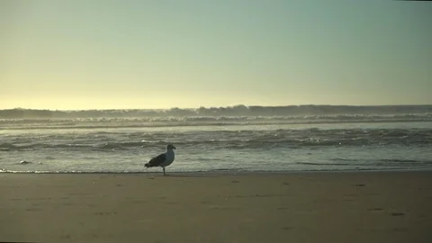 Seagull on beach during sunset Stock Footage 125787768