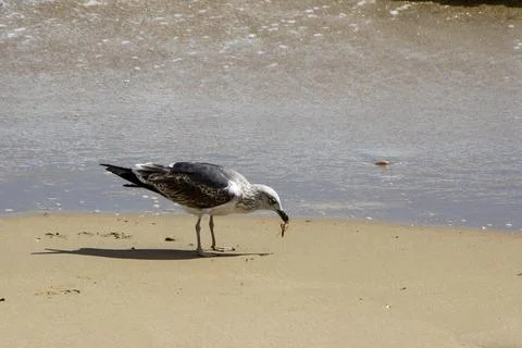 A seagull in the beach eating a bug Stock Photos