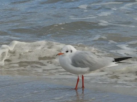 Seagull at the beach is flying away Stock Footage 85664497