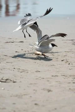Seagull on the beach flying fighting over food Stock Photos