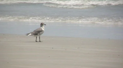 Seagull on Beach Stock Footage 133861