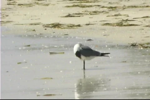 Seagull on beach Video stock 771918