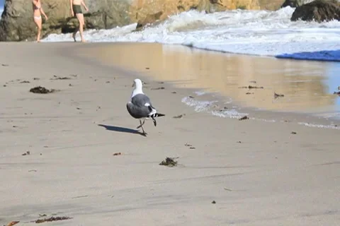 Seagull on Beach Stock Footage 4731928