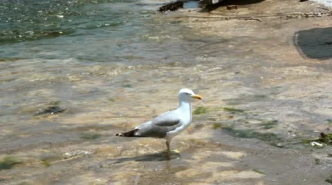 SEAGULL ON THE BEACH Stock Footage 11240134