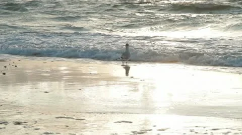 Seagull on the beach Stock Footage 12225449