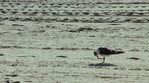 Seagull On Beach Stock Footage 12592793