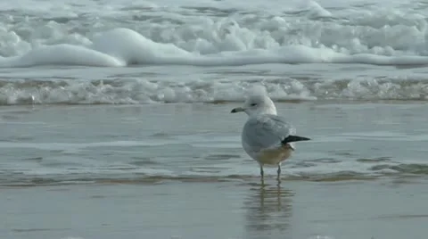 Seagull on beach 스톡 동영상 18155350