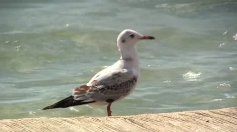 Seagull on the beach Stock Footage 20683642
